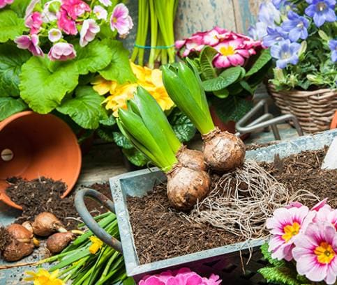 Záhrada pre začiatočníkov