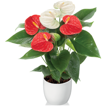 Anthurium