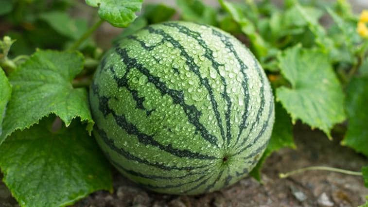 Jak vybrat vodní meloun? Musí splňovat 5 kritérií