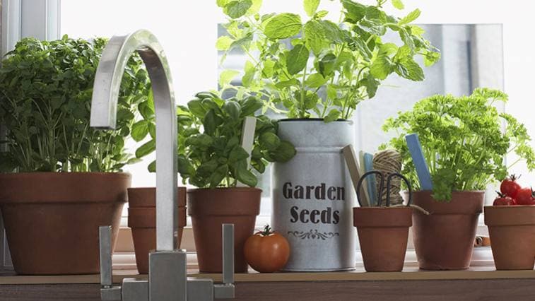 Liečivé bylinky v kvetináčoch – čo s nimi v zime?