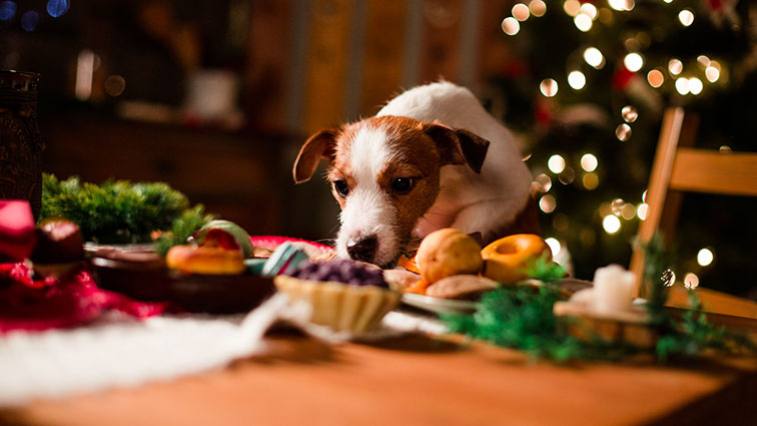 A  kutyáknak és macskáknak leginkább káros élelmiszerek