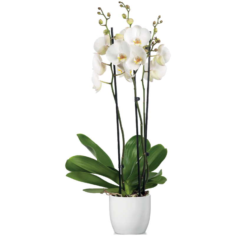 Orchidea
