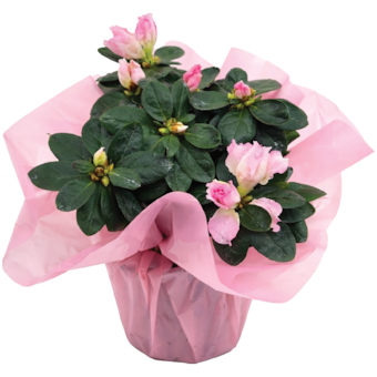 Azalka ružová Valentín