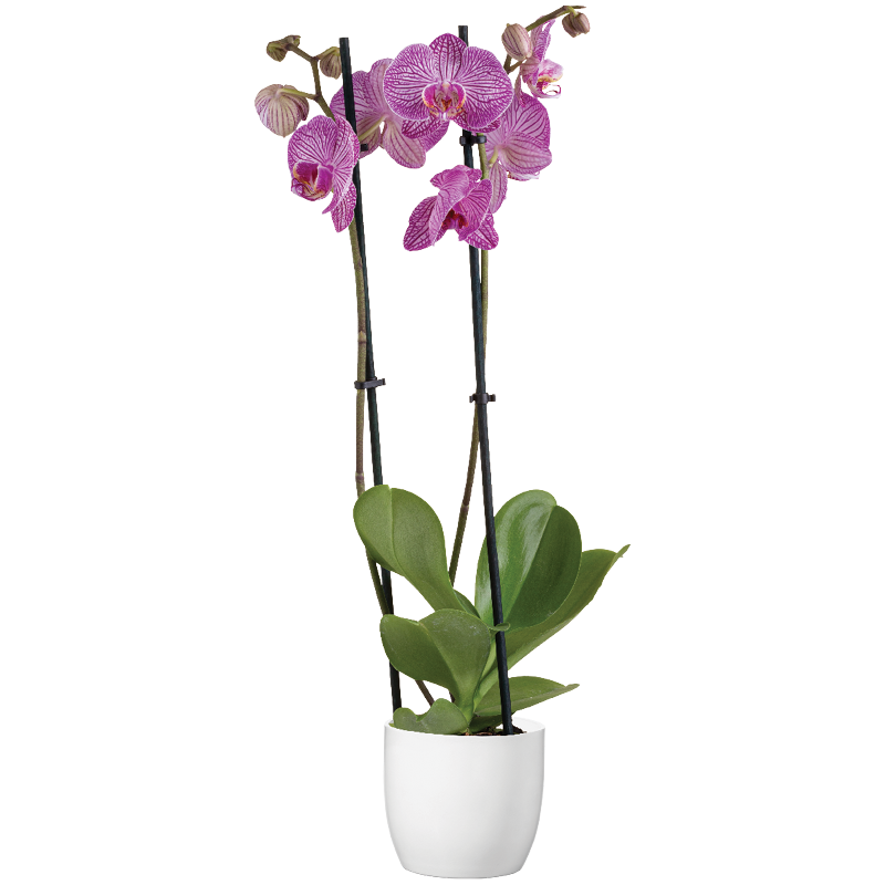 Lepkeorchidea