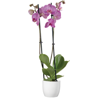 Lepkeorchidea