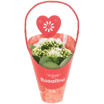 Rosalina korallvirág