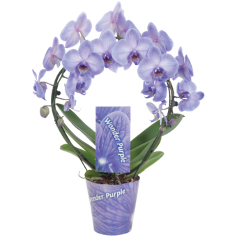 Lepkeorchidea