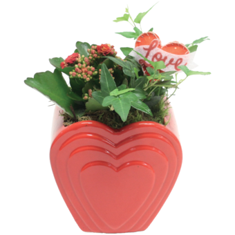 Korallvirág kaspóban