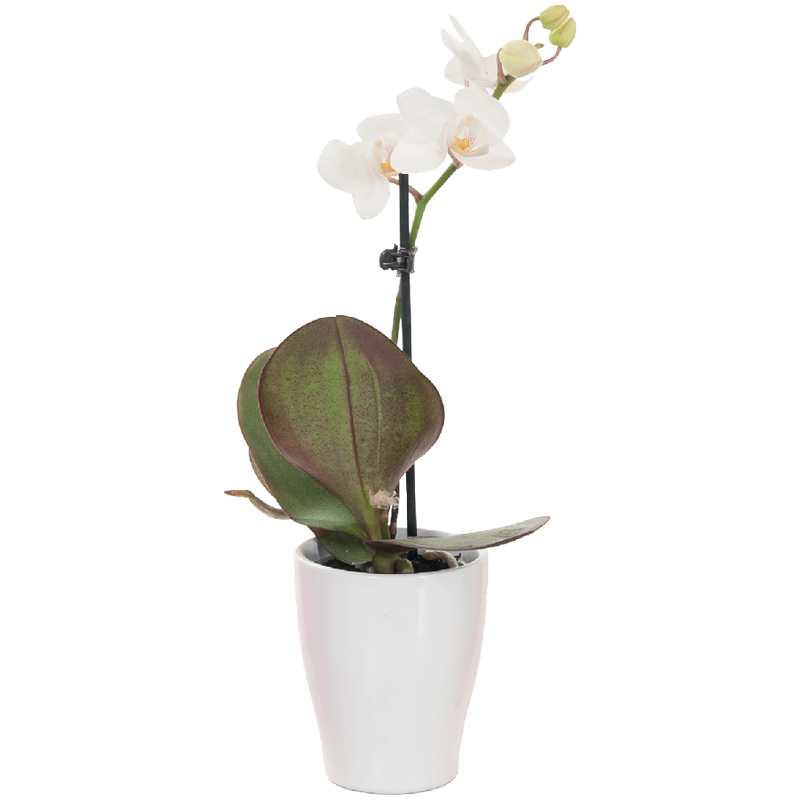 Mini Lepkeorchidea Kerámia Kaspóban