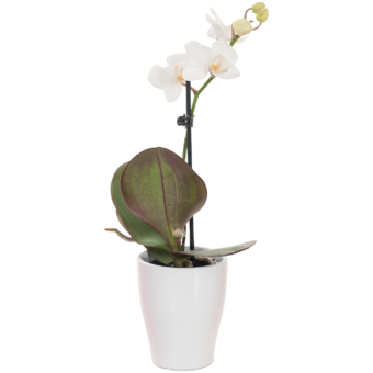 Mini lepkeorchidea kerámia kaspóban