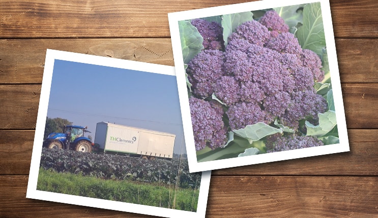 Growing our best broccoli