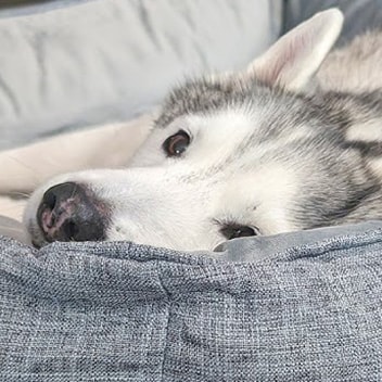 Keep your pet peaceful this fireworks night