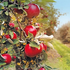 Premium organic