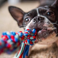 Toys and accessories