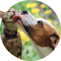 image for Pet