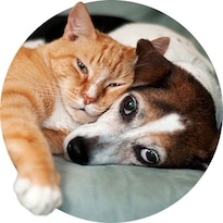 image for Pet