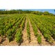 image 6 of Louis Jadot Beaujolais Villages 75Cl