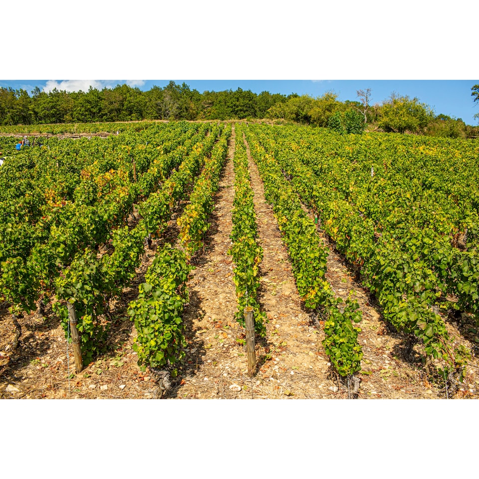 image 1 of Louis Jadot Beaujolais Villages 75Cl