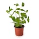 image 2 of Tesco Growing Herb Mint