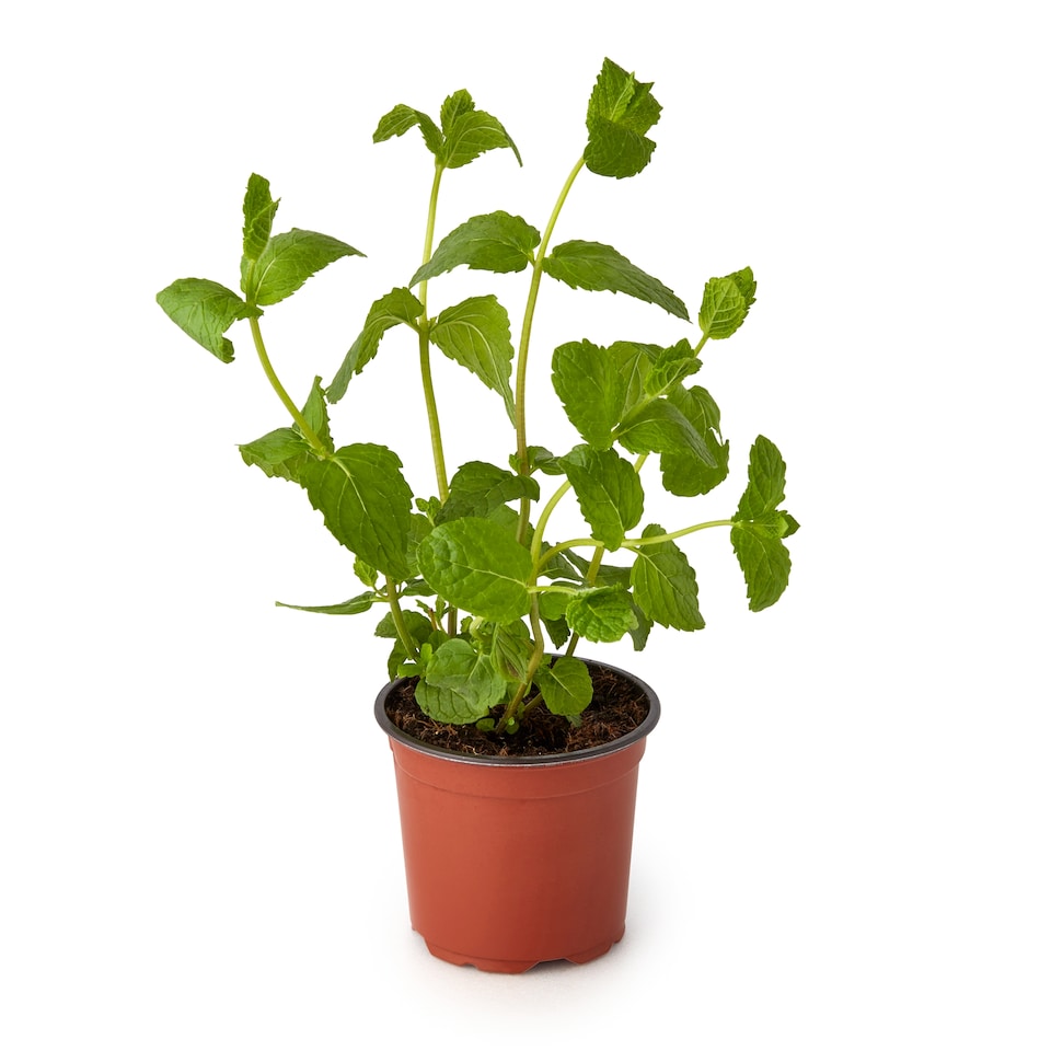 image 1 of Tesco Growing Herb Mint