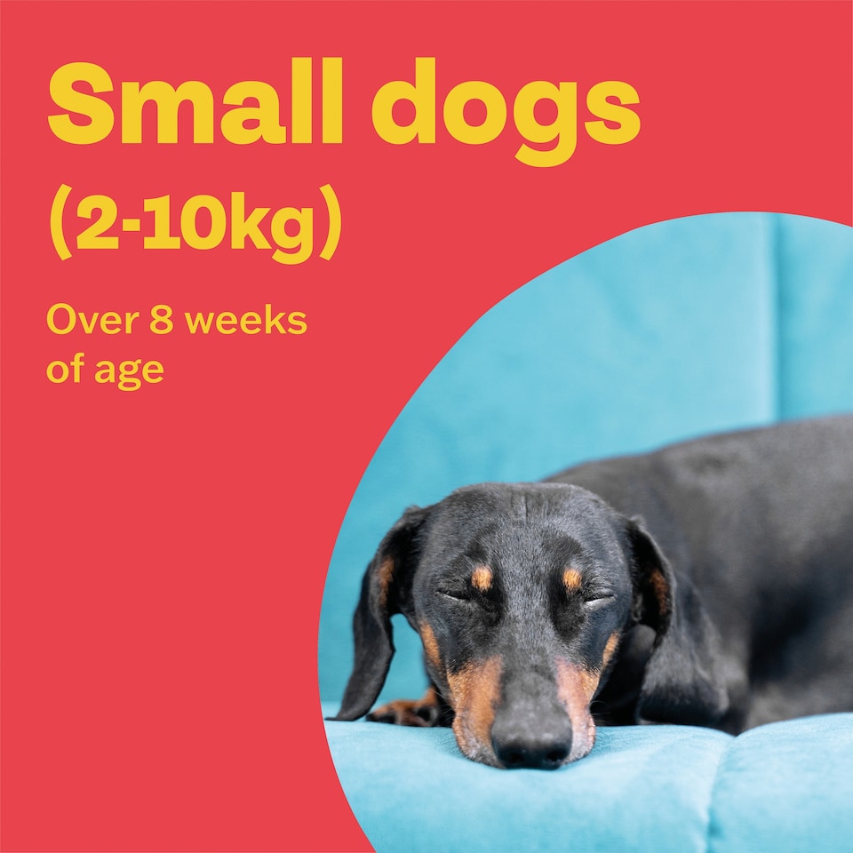 image 1 of Bob Martin Clear Plus Small Dog 1 Tube