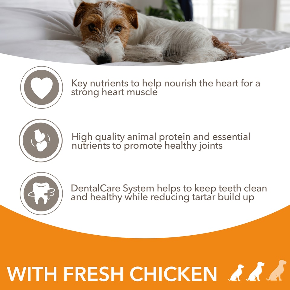 image 1 of Iams Senior Dog Dry Food Small/Medium Breed With Fresh Chicken 2kg