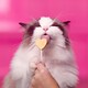 image 3 of Bonkers Purrpops Freeze-Dried Cat Treats - Tip Top Tuna 4 Pack 5.6g