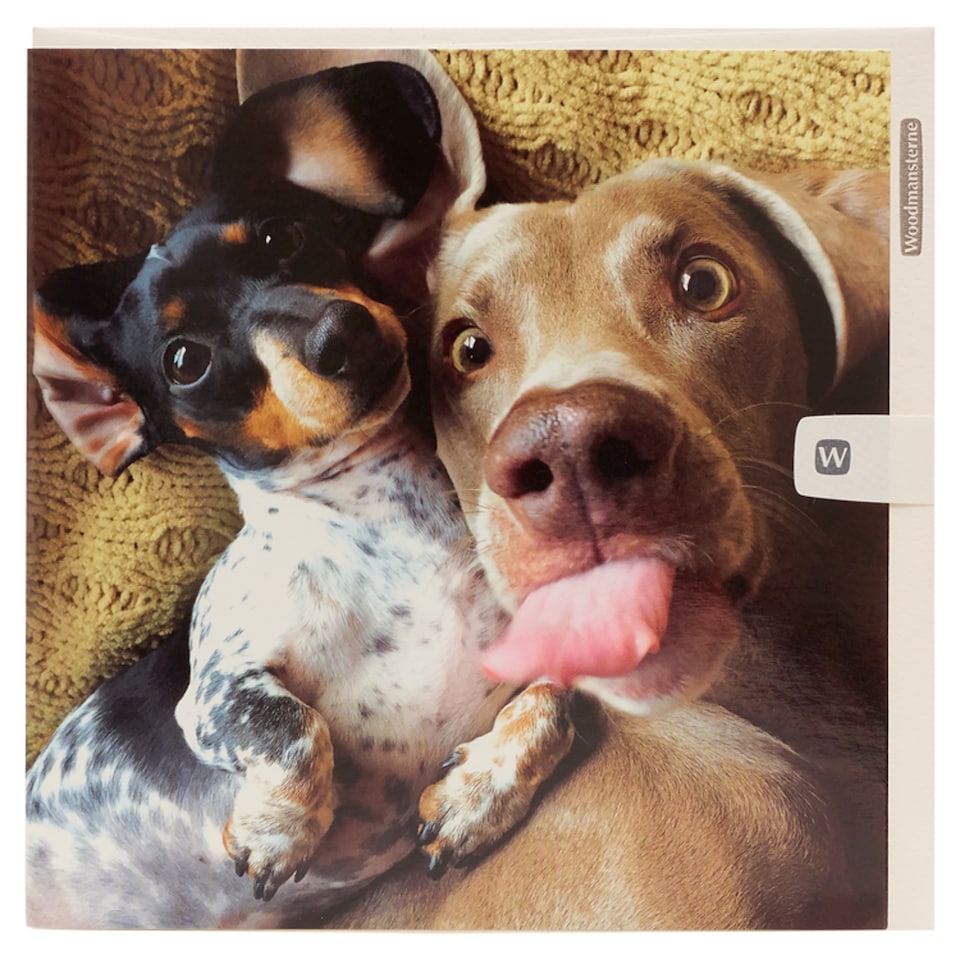 Woodmansterne Blank Card Dogs