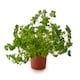 image 2 of Tesco Growing Herb Curled Parsley