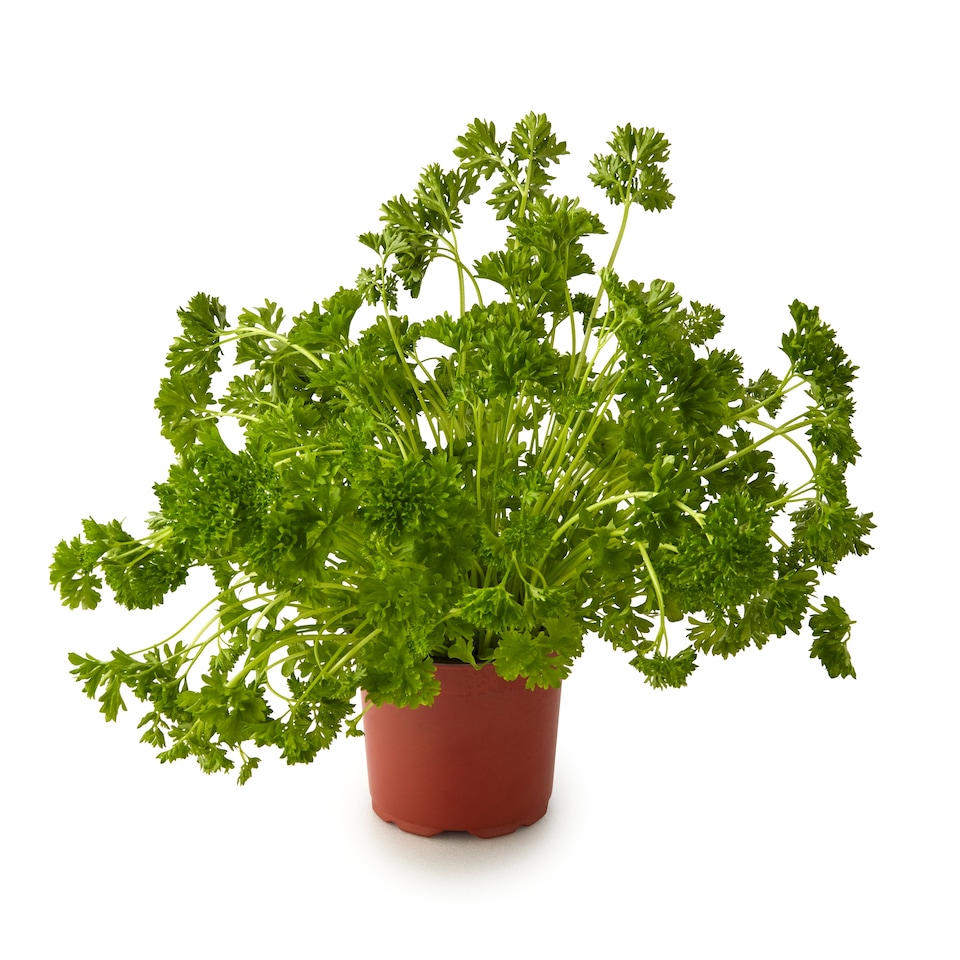image 1 of Tesco Growing Herb Curled Parsley
