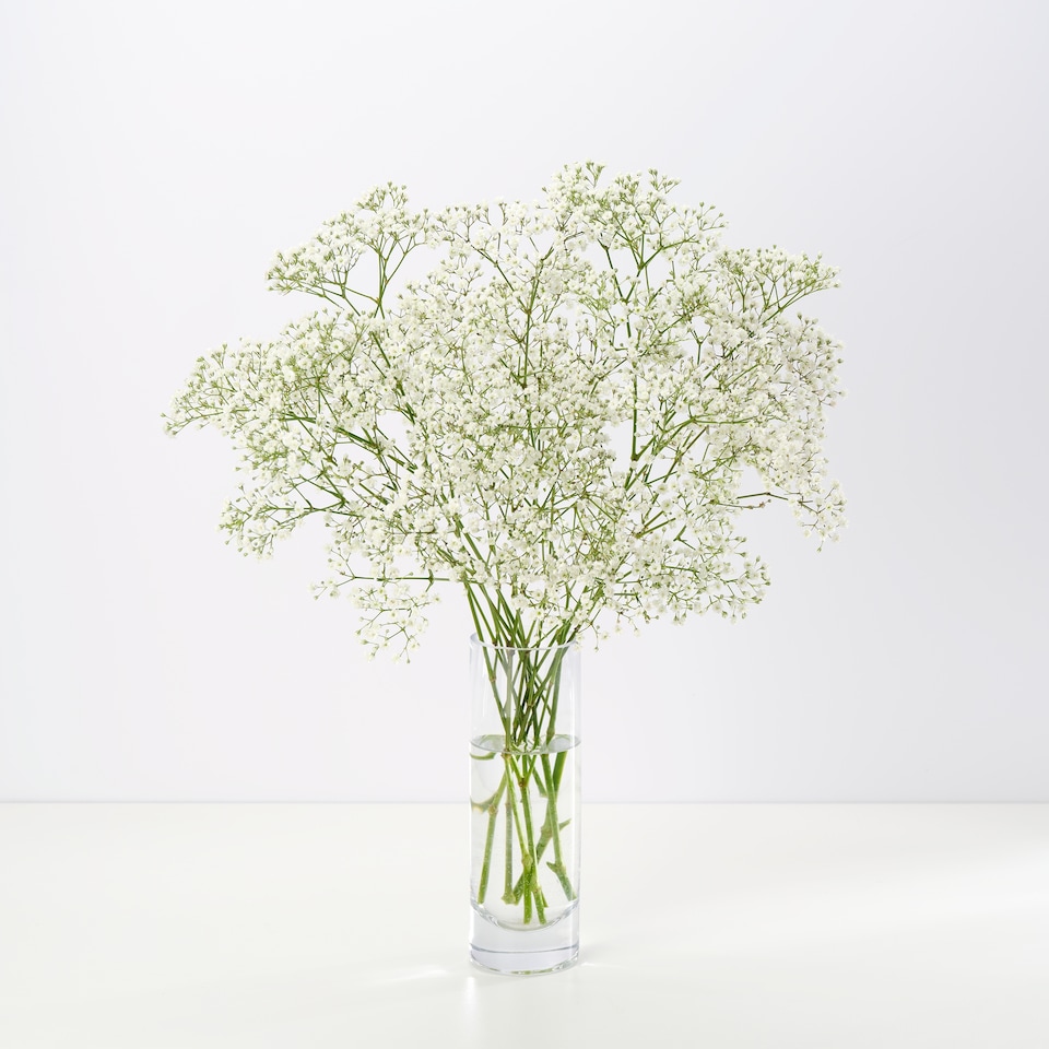 image 1 of Seasonal Fillers