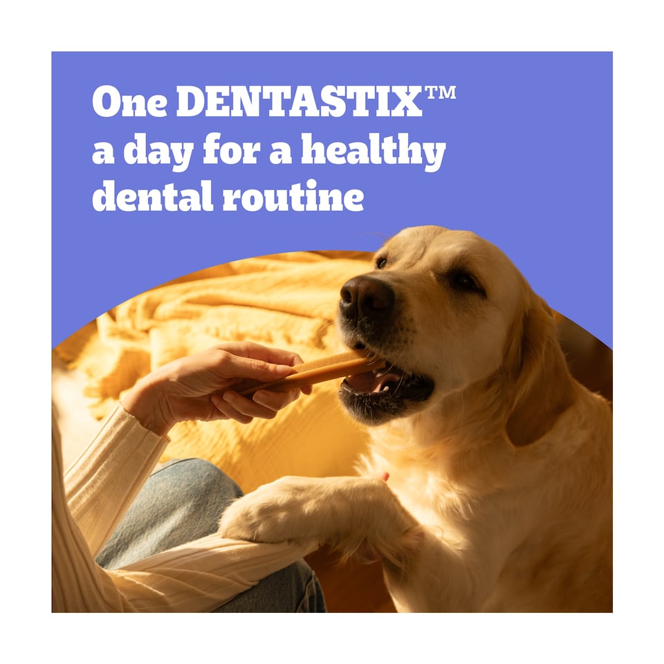 image 1 of Pedigree Dentastix Daily Small Dog Treats 70 Dental Sticks
