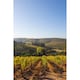 image 5 of Errazuriz Estate Sauvignon Blanc 75Cl