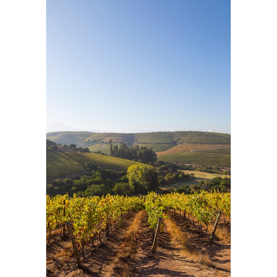 image 1 of Errazuriz Estate Sauvignon Blanc 75Cl