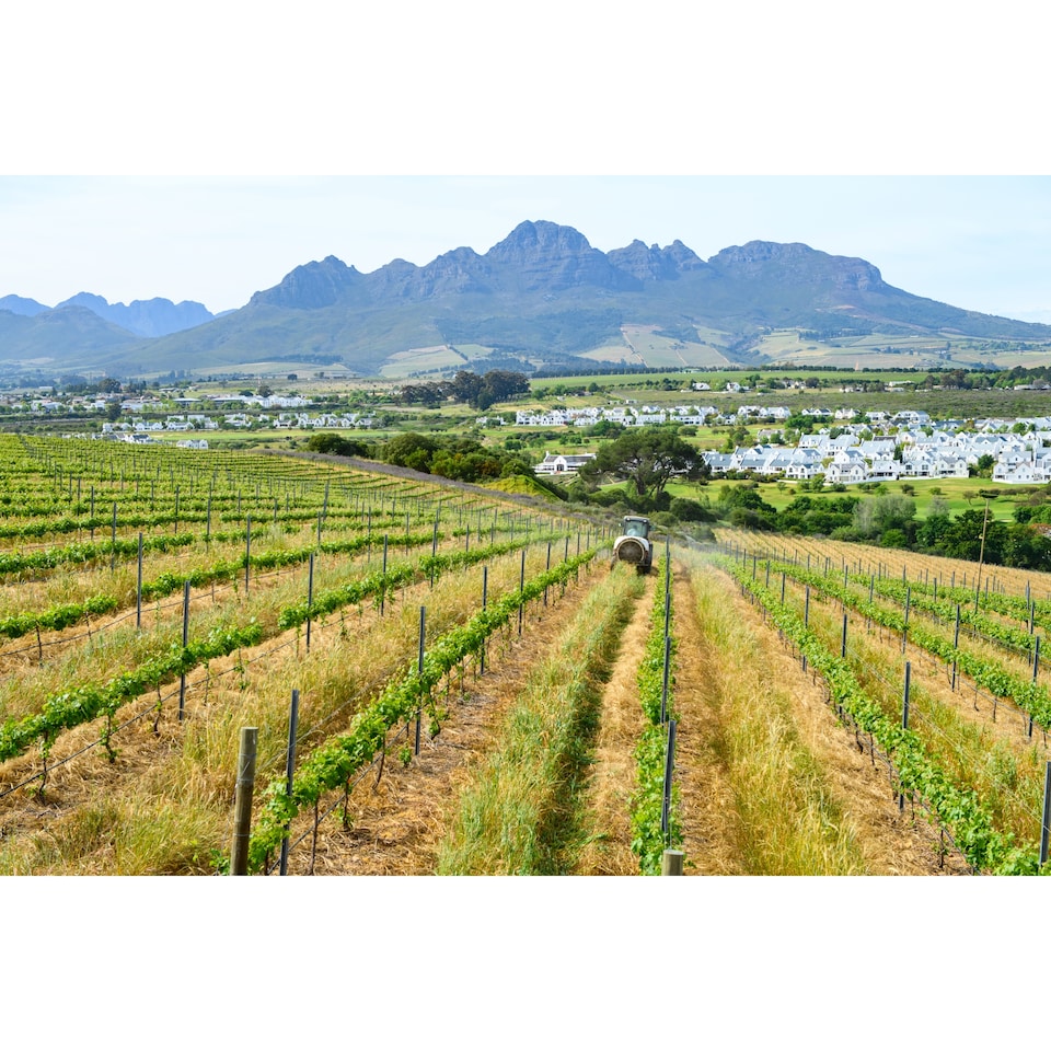 image 1 of Visio Vintners We The People Pinot Grigio 75cl