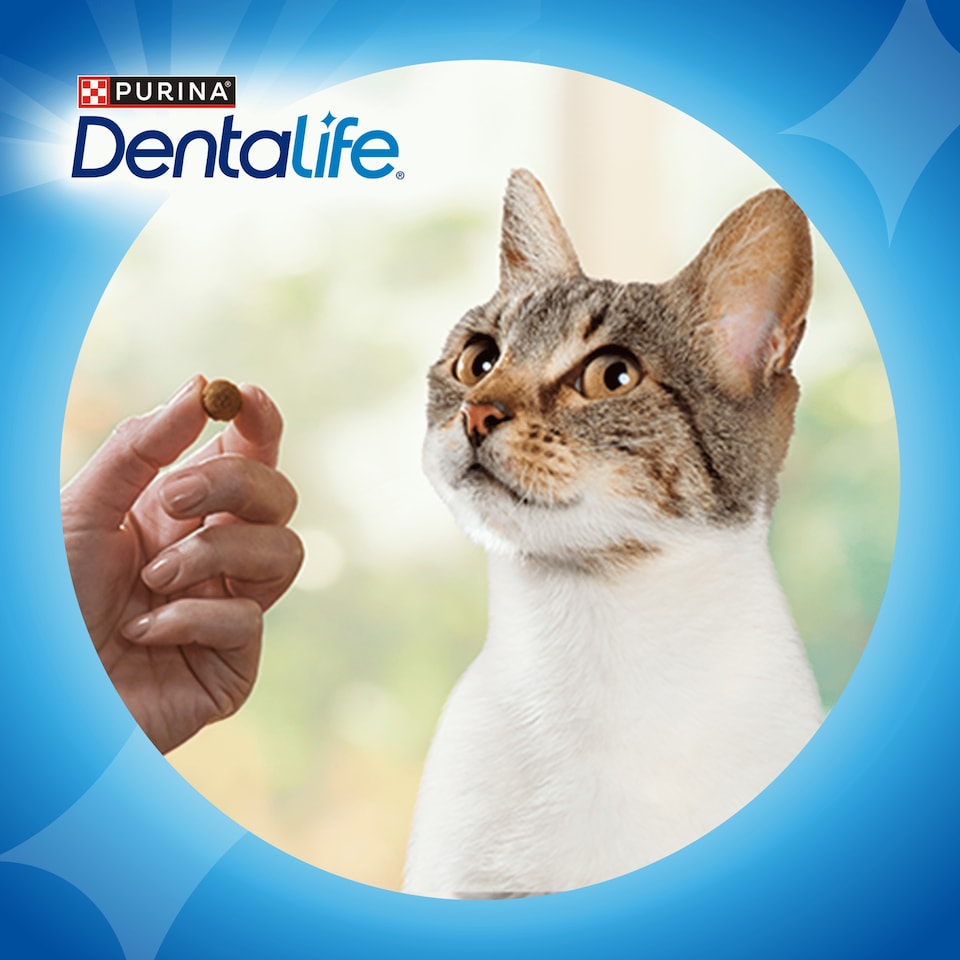 image 1 of DENTALIFE Dental Chicken Cat Treats 140g
