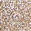 Gold - Selected