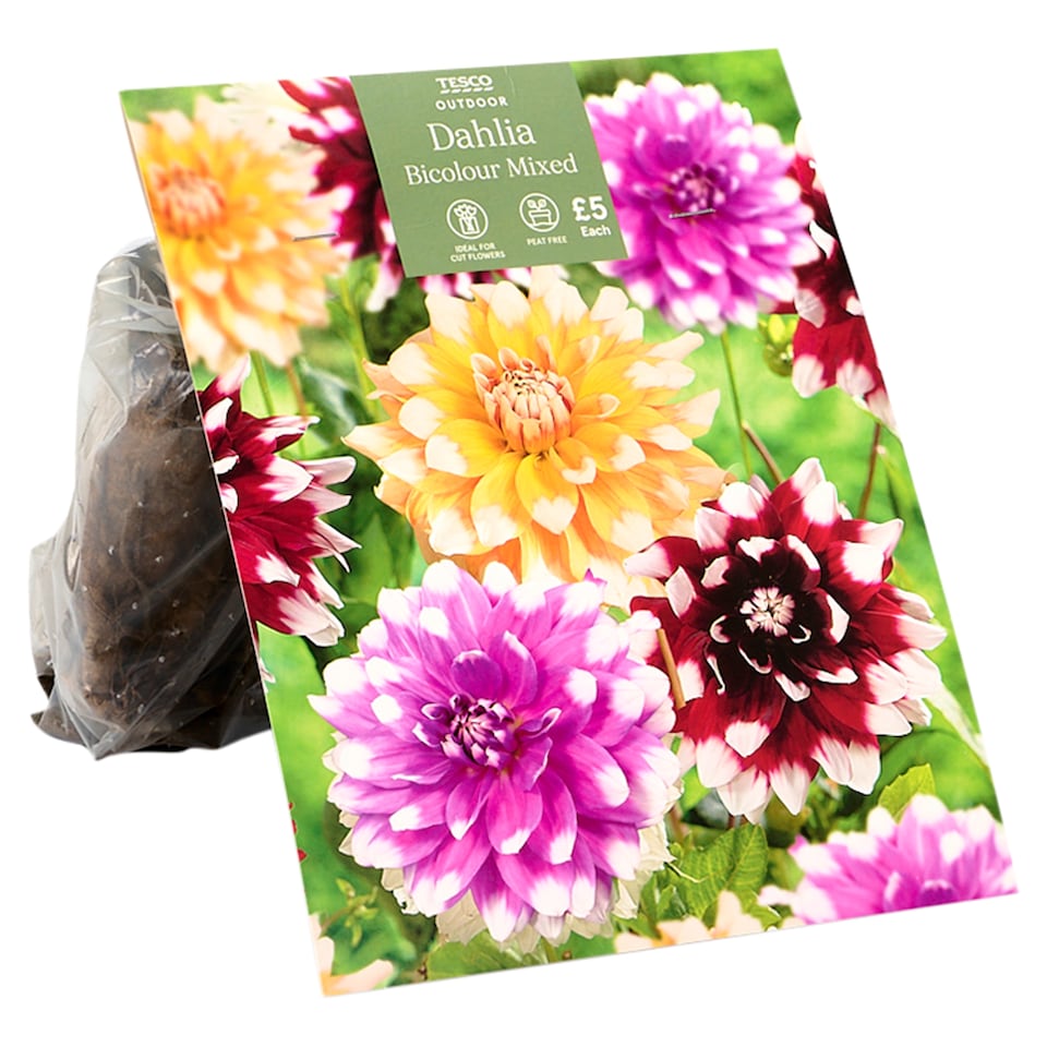 Tesco Dahlia Bicolour Mixed