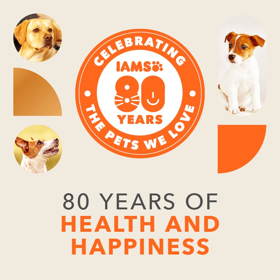 image 1 of IAMS Fresh Chicken 8+ Years Dog Food 5kg