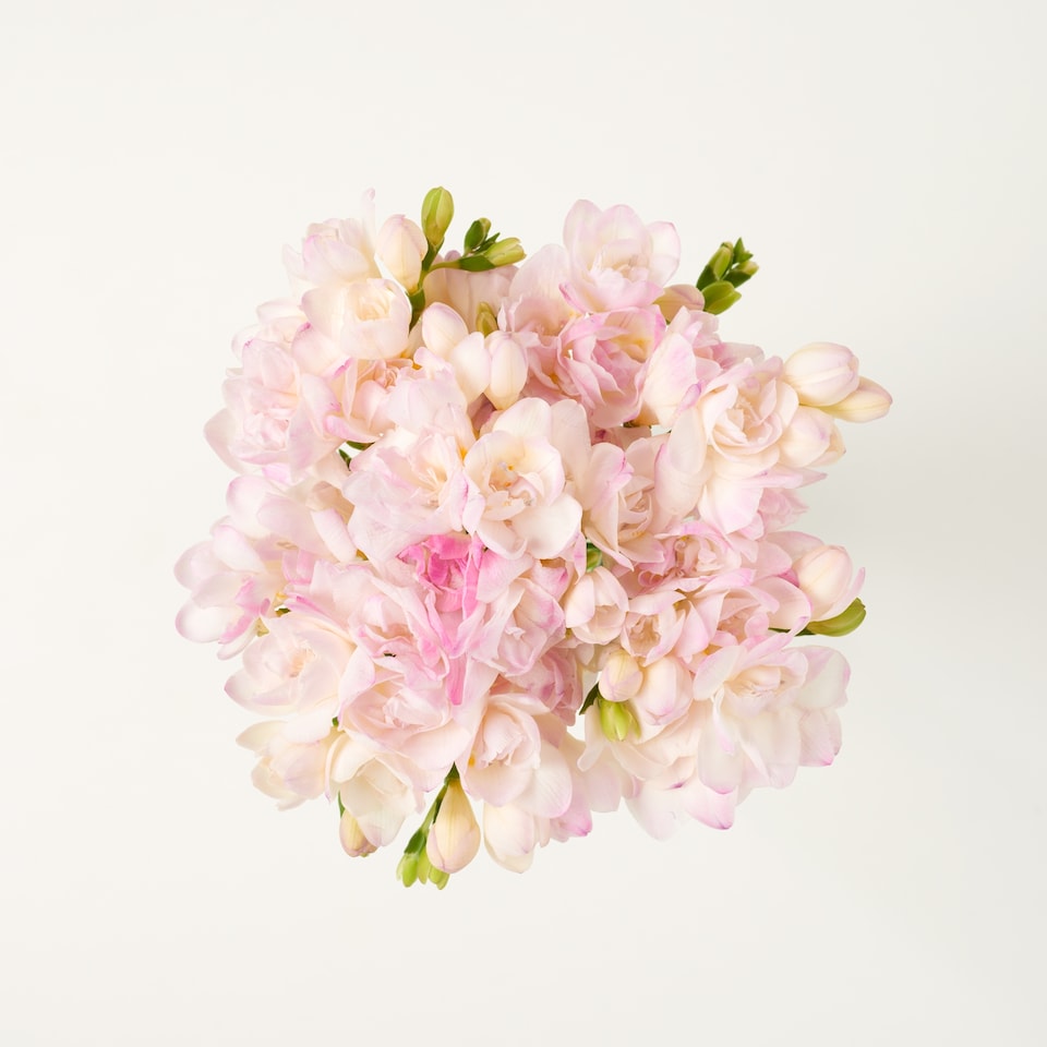 image 1 of Freesia Bh