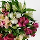 image 4 of Rainbow Alstroemeria
