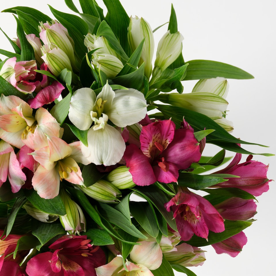 image 1 of Rainbow Alstroemeria