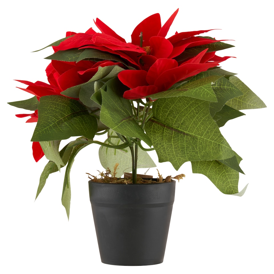 Poinsettia Christmas Decoration