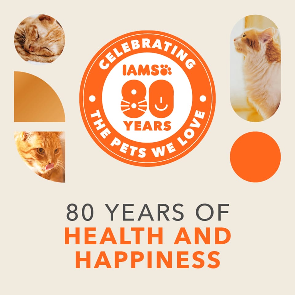 image 1 of IAMS Advanced Nutrition Senior +7 Cat Dry Food with Fresh Chicken 3kg