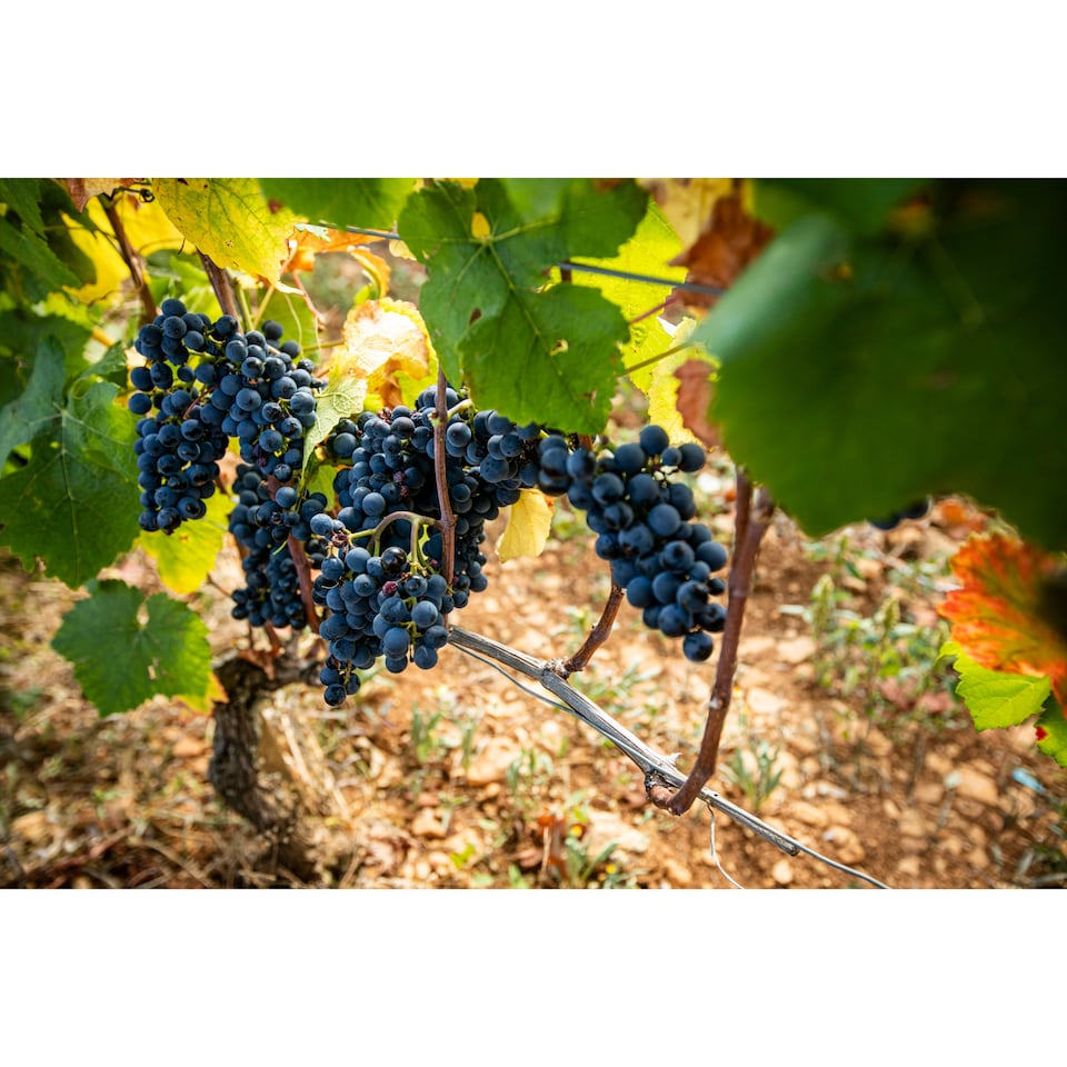 image 1 of Louis Jadot Beaujolais Villages 75Cl