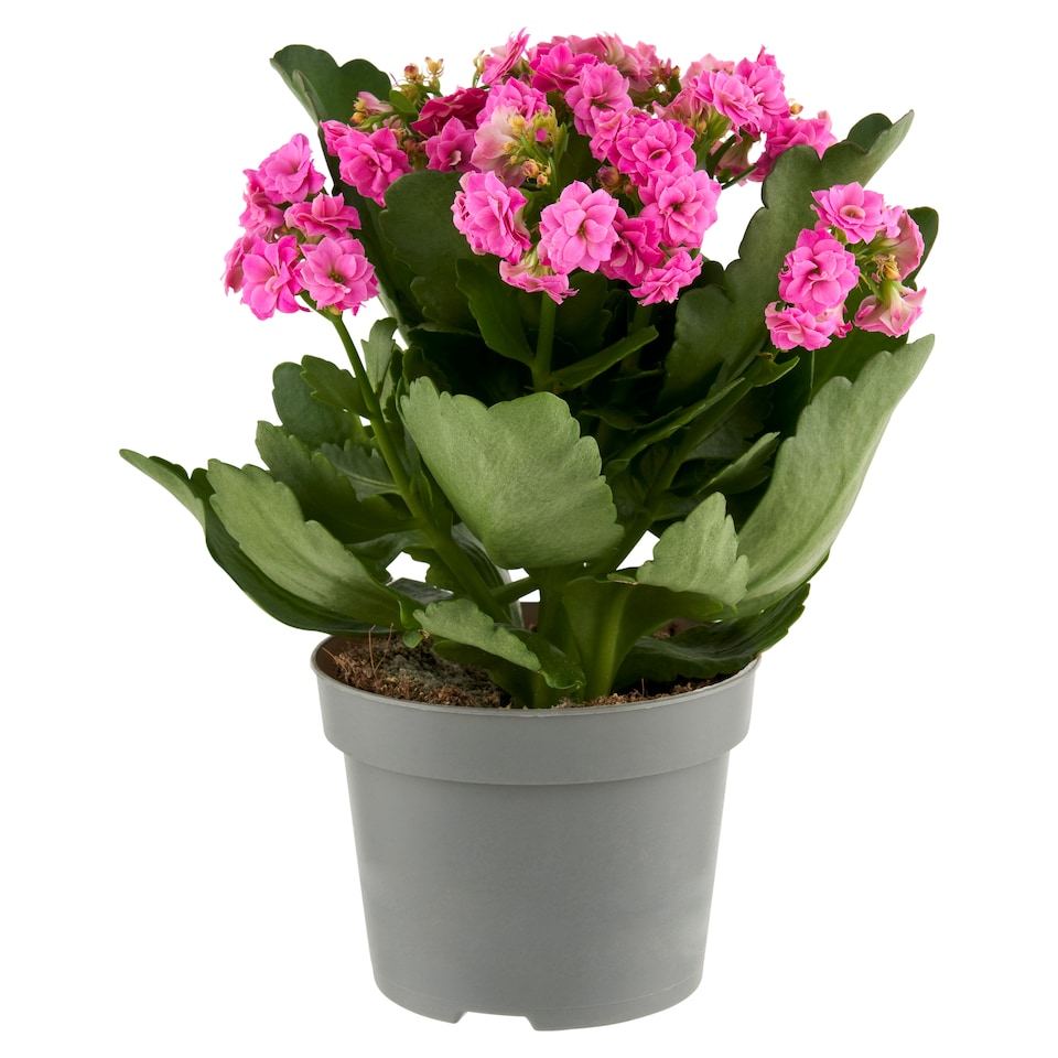 Goodie Kalanchoe Flower Pot 10.5 cm