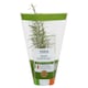 image 1 of Growing Herbs Rosemary