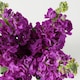 image 4 of Tesco Scented Stocks Bunch