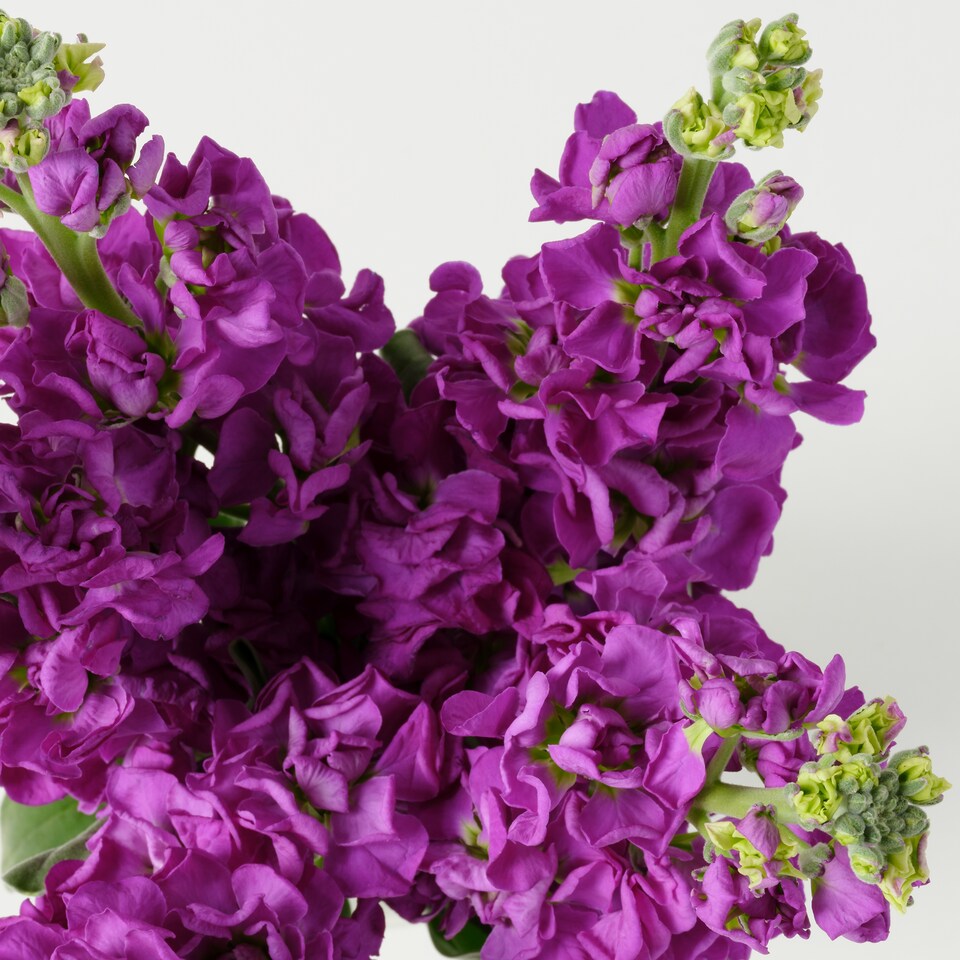 image 1 of Tesco Scented Stocks Bunch