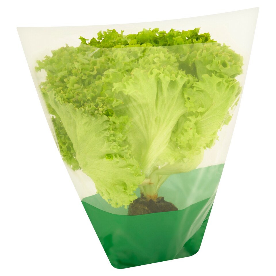 Obrázek 1 pro produkt Lollo Biondo salát s kořenami